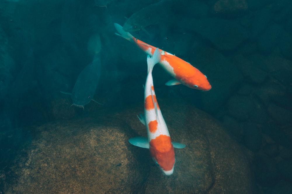 zwei Koi-Fische schwimmen