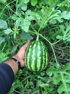 A smiling farmer holding a large watermelon in the lush green farm.