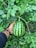 A happy Iraqi farmer holding a basket of fresh watermelons in a lush green field.