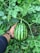 A happy Iraqi farmer holding a basket of fresh watermelons in a lush green field.