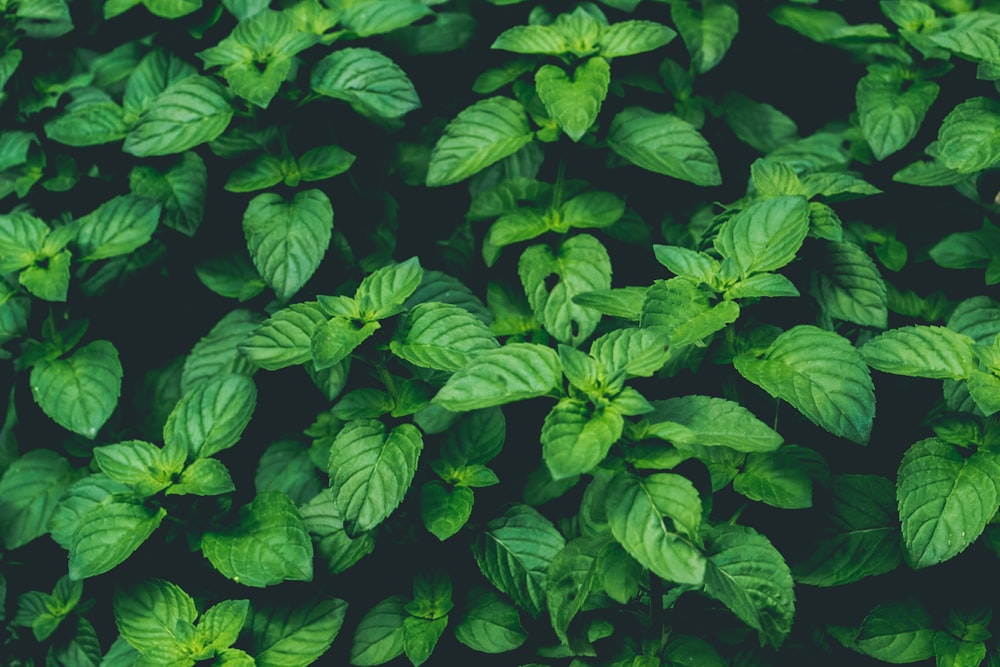 shallow focus photography of green plant