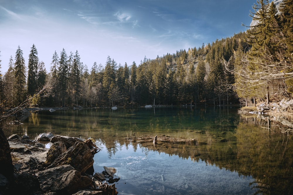 body of water surrounded by trees during daytime