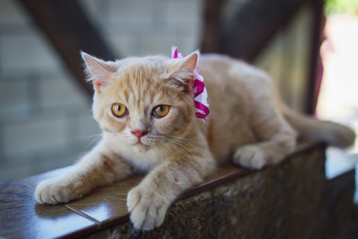 A light brown cat with a pink ribbon around its neck is lying down on a wooden surface, looking forward with bright yellow eyes. The background is out of focus, emphasizing the cat's calm and relaxed demeanor.