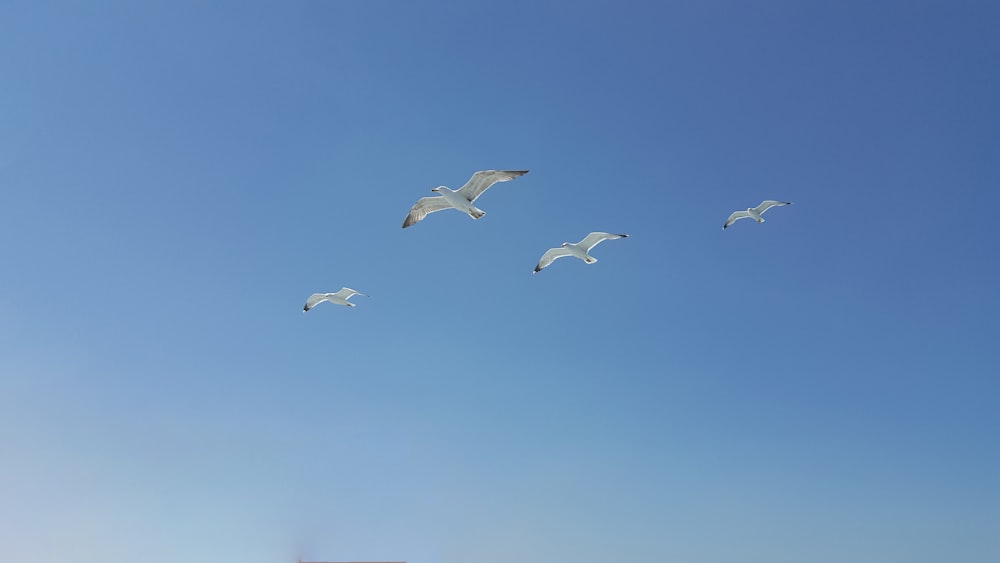 flock of bird flying on sky