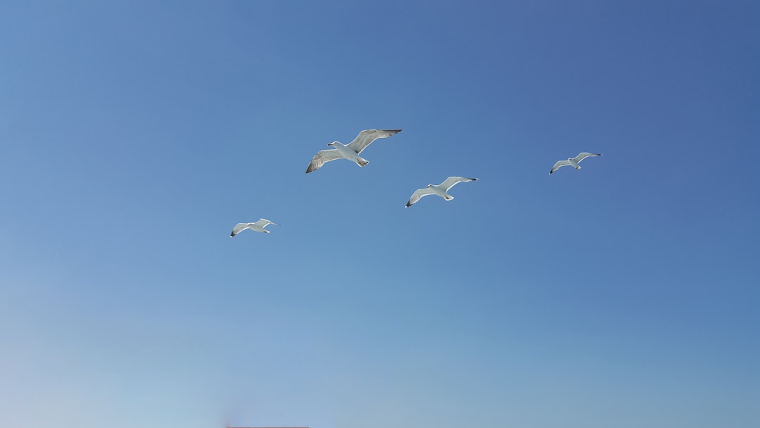  flock of bird flying on sky seagull