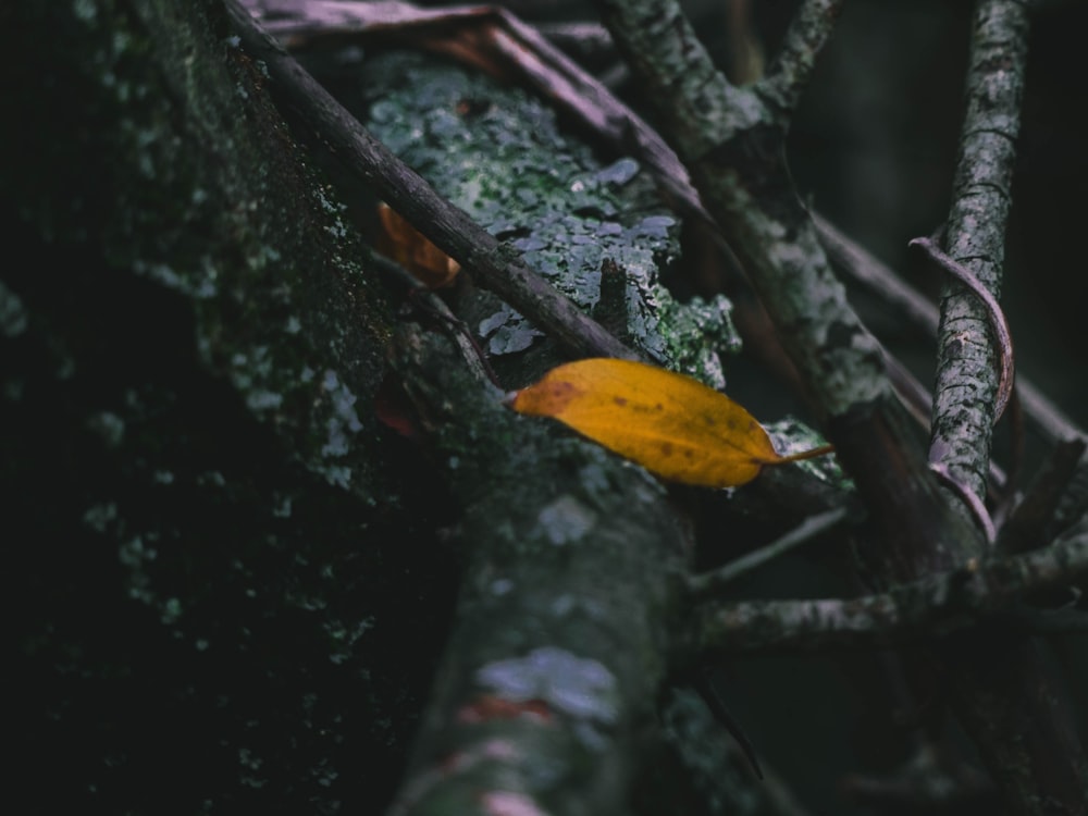 brown leaf on black tree