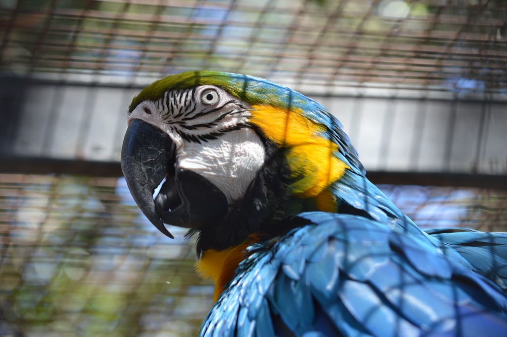 yellow and blue bird in cage