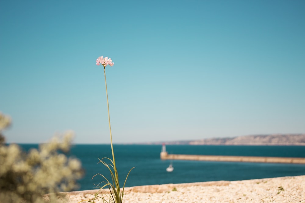 pink petaled flower on beach at daytime