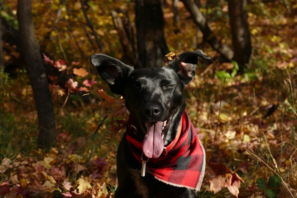 glatthaariger schwarzer Hund, der Zunge zeigt