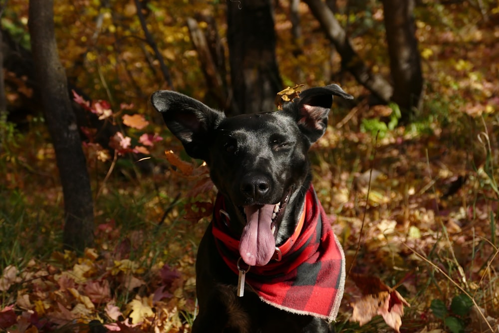 cão preto de pelagem lisa mostrando língua