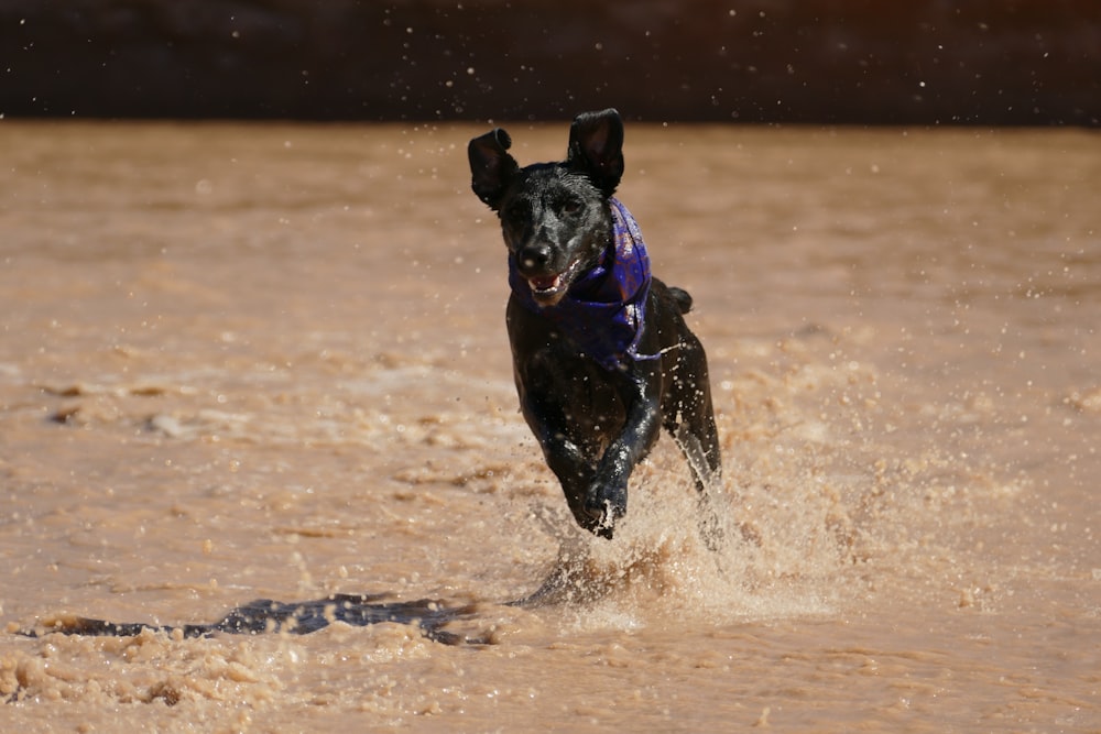 perro corriendo en tierra inundada