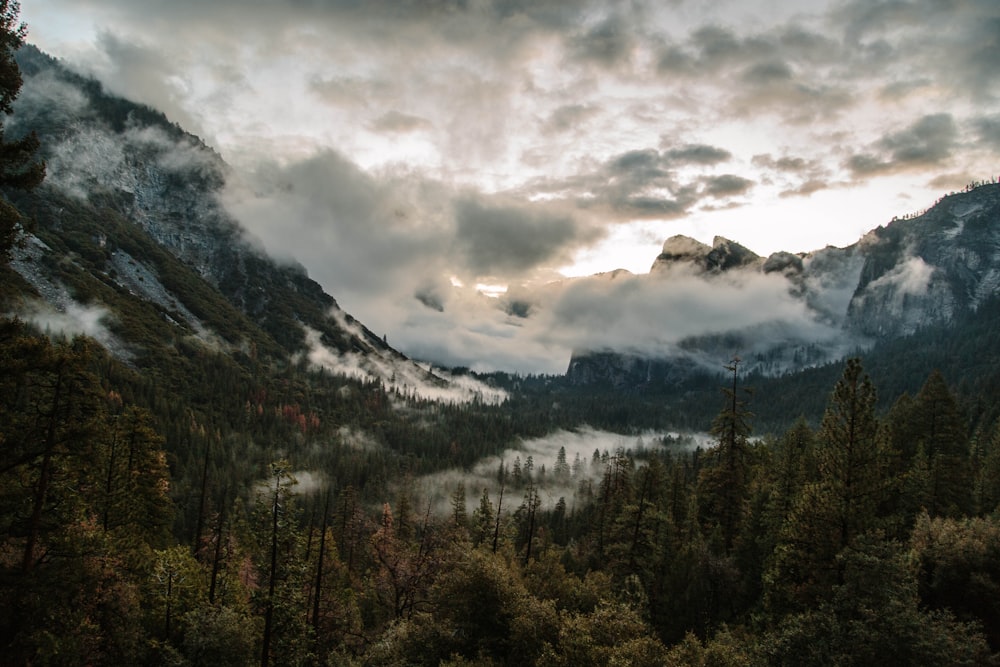 photo de paysage d’arbres verts