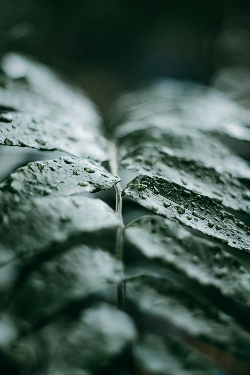 close-up photography of green leaf plant