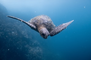 underwater photography of sea turtle