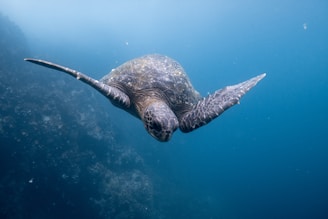 underwater photography of sea turtle