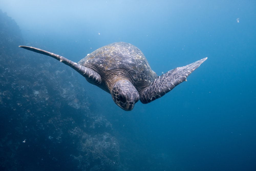 underwater photography of sea turtle