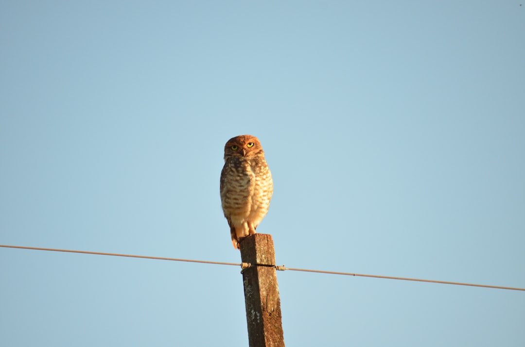 gray owl perching on brown post under blue sky during daytime