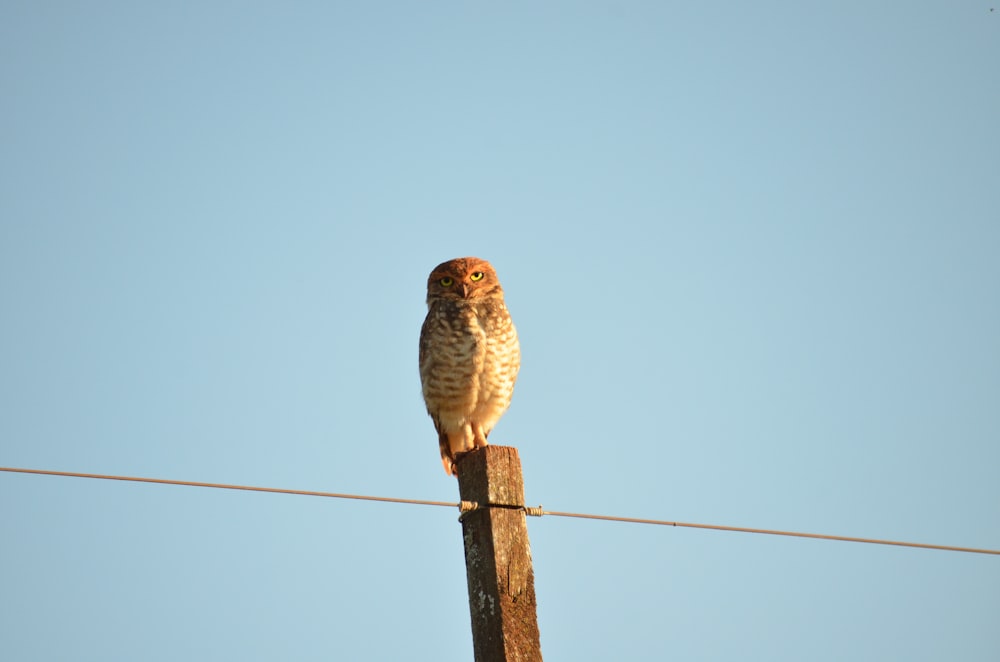 gray owl perching on brown post under blue sky during daytime