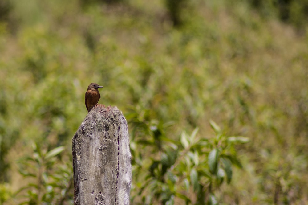 brown small beak bird on gray post