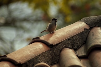 black and gray bird standing on house roof