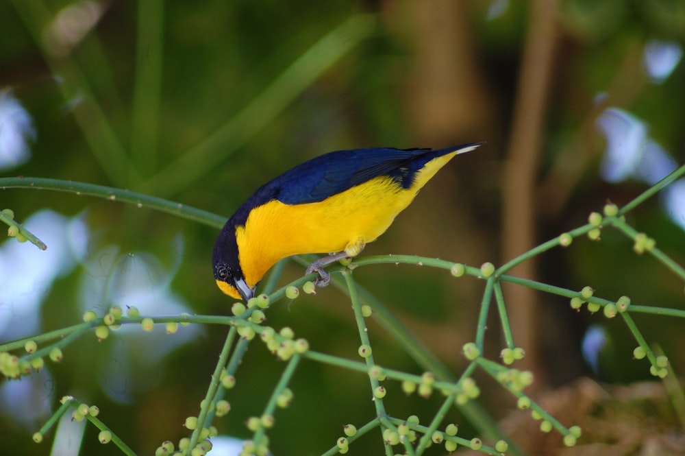 close-up photo of yellow and blue bird