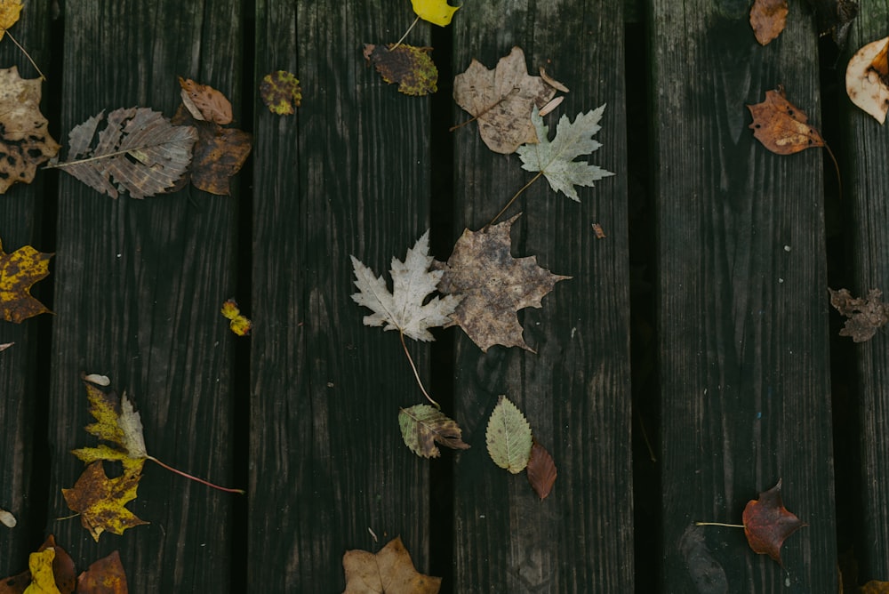 maple leaves on brown wooden board