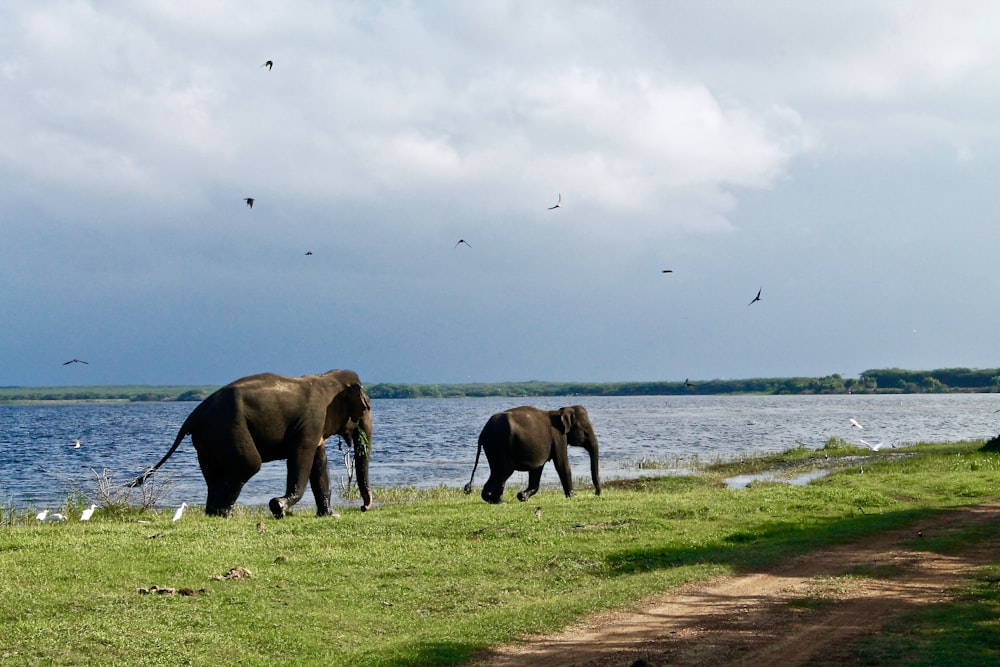 Deux éléphants marchant à côté d’un plan d’eau pendant la journée