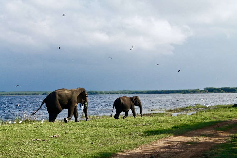two elephants walking beside body of water during daytime