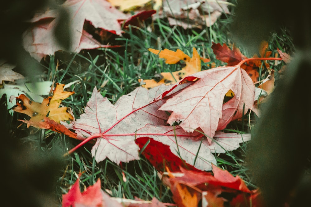 maple leaves on green grass