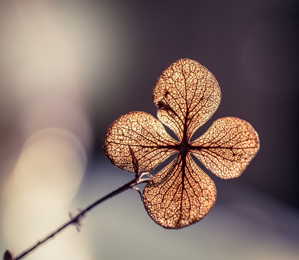 focus photo of brown hydrangea flower