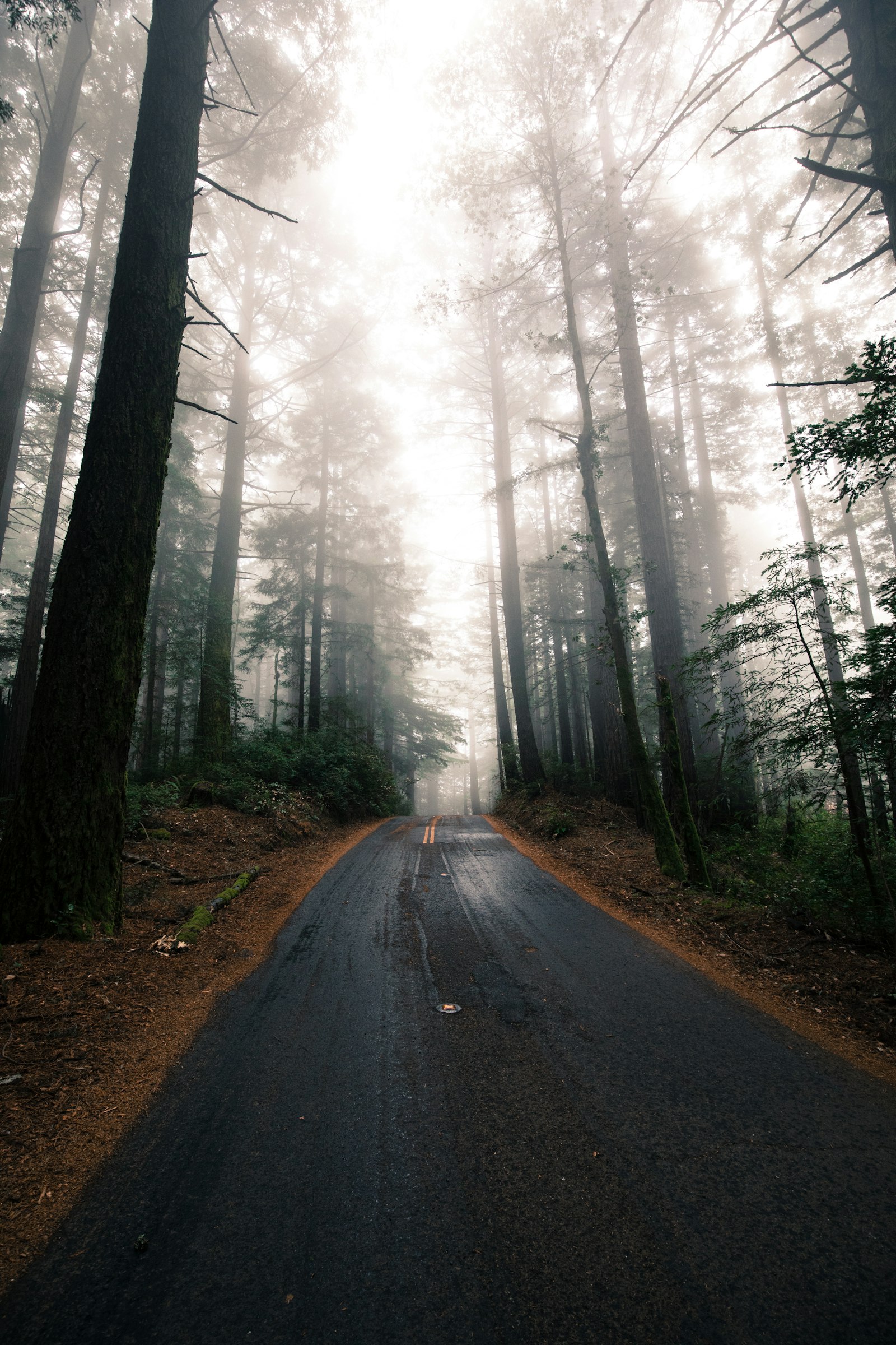 Canon EOS 5D Mark IV + Canon EF 16-35mm F4L IS USM sample photo. Gray asphalt between green photography