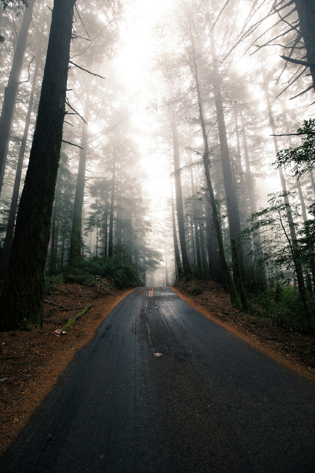 travelers stories about Forest in Mount Tamalpais, United States