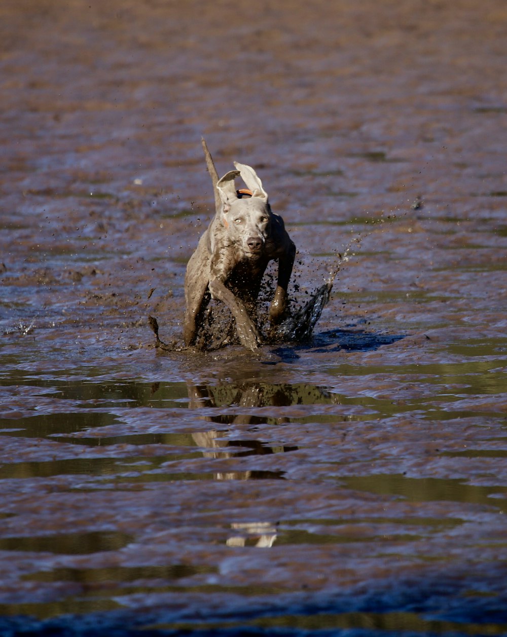 grey dog running on mud during daytime