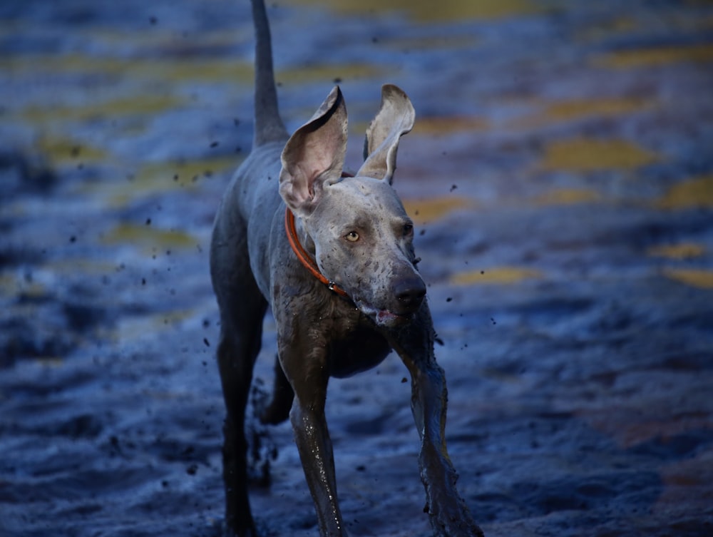 short-coated grey dog covered with mud