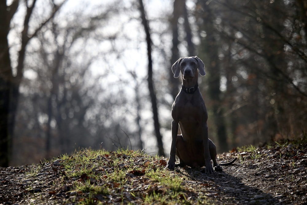 large-sized short-coated black dog sitting on ground surrounded by trees