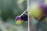 A close-up of ripe olives on a branch, ready for harvest.