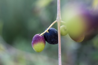 A close-up of olives being harvested by hand.