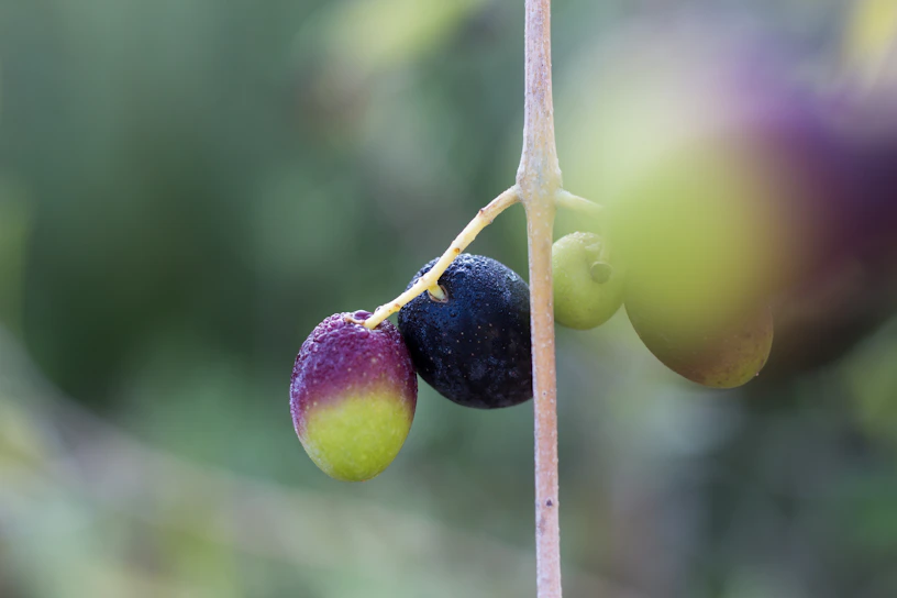 Close-up of a hand selecting ripe, fresh olives from a rustic basket in an Italian market.