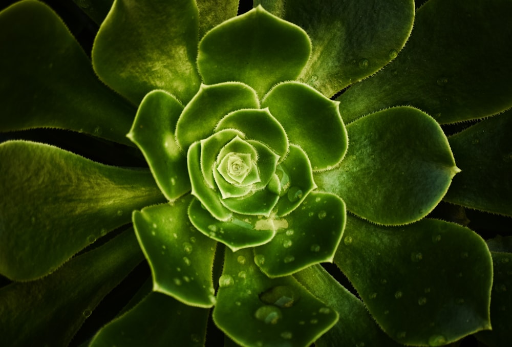 a close up of a green plant with drops of water on it