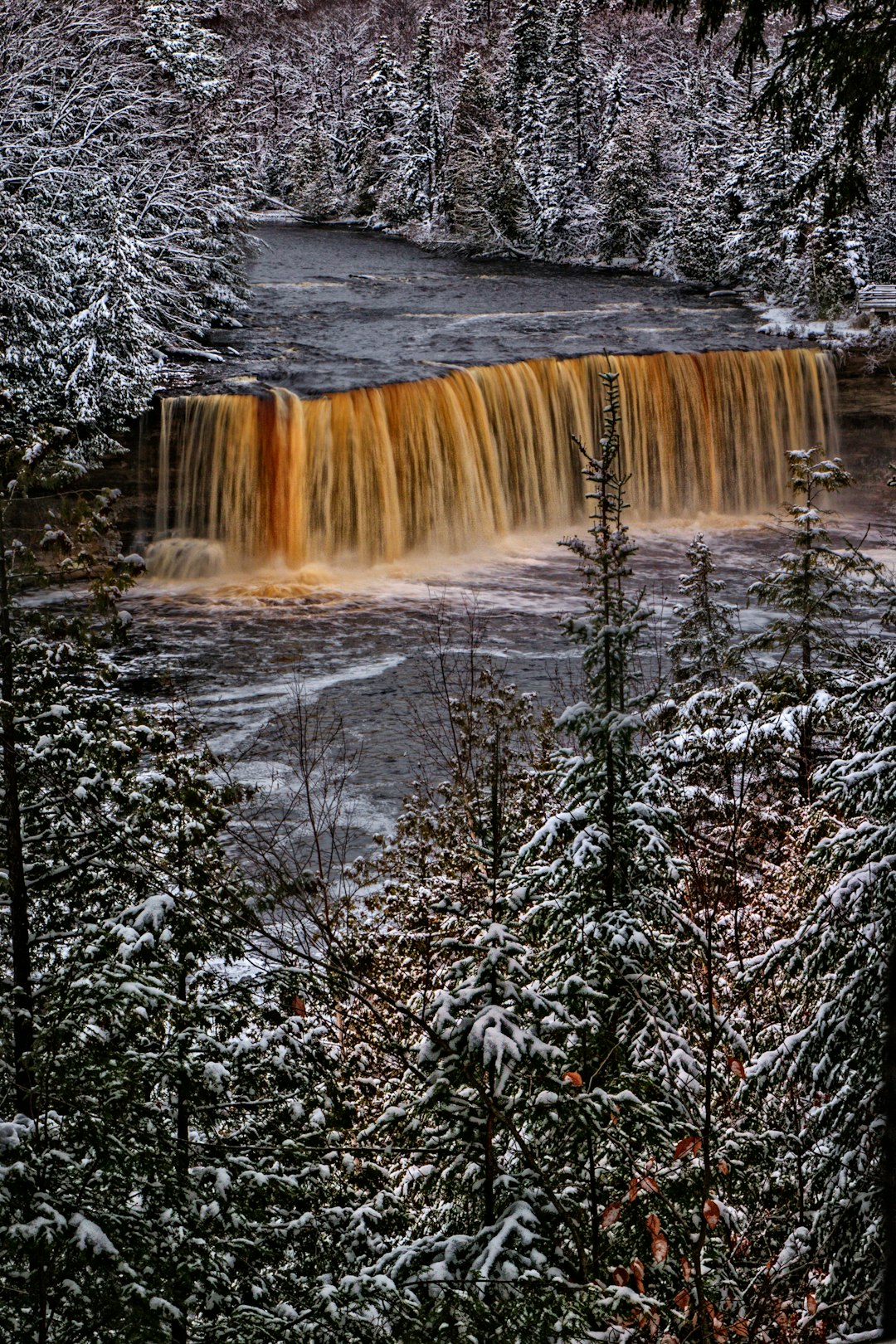 selective color photo of waterfalls surrounded with pine trees