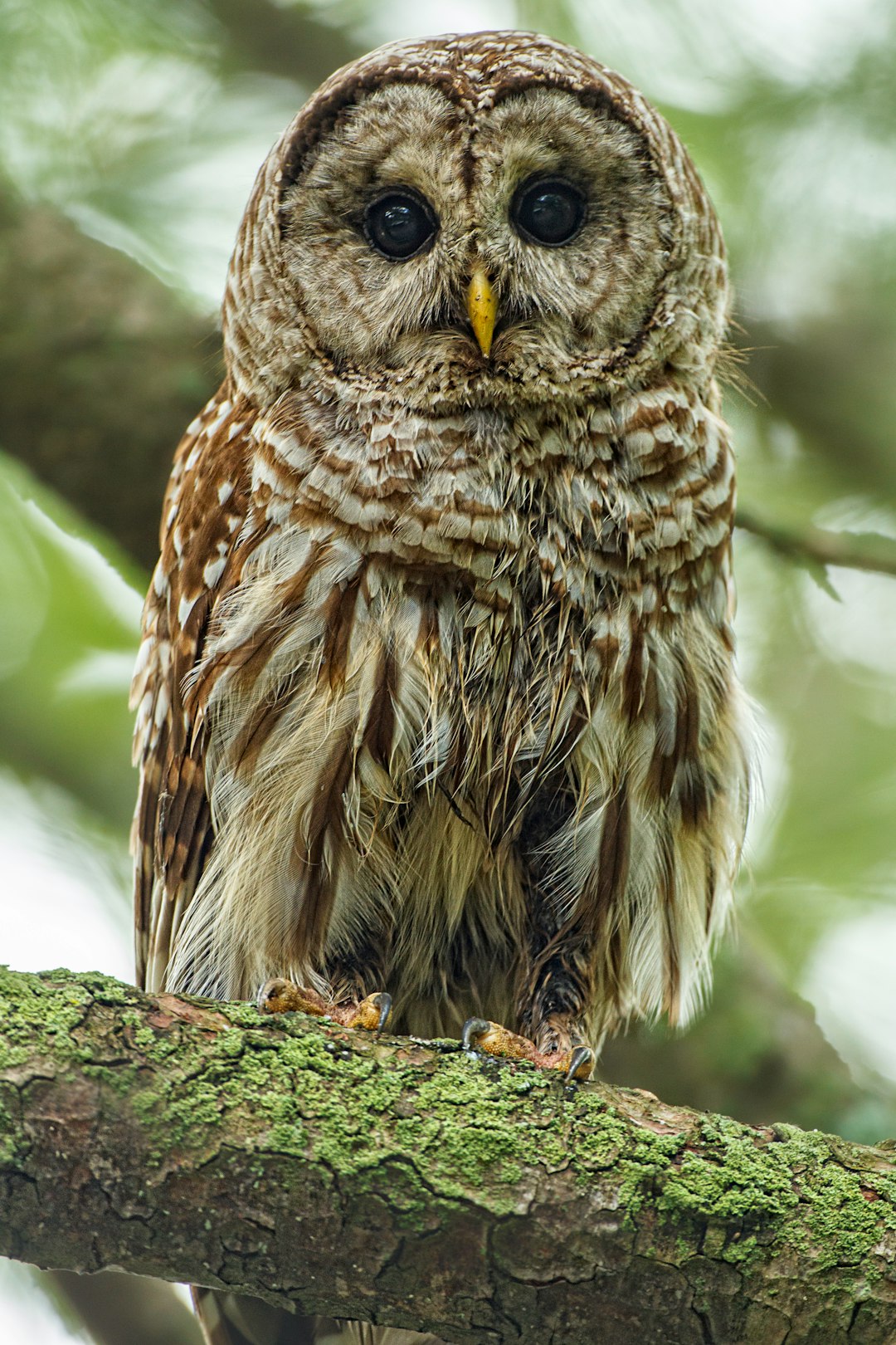 focus photo of brown and white owl