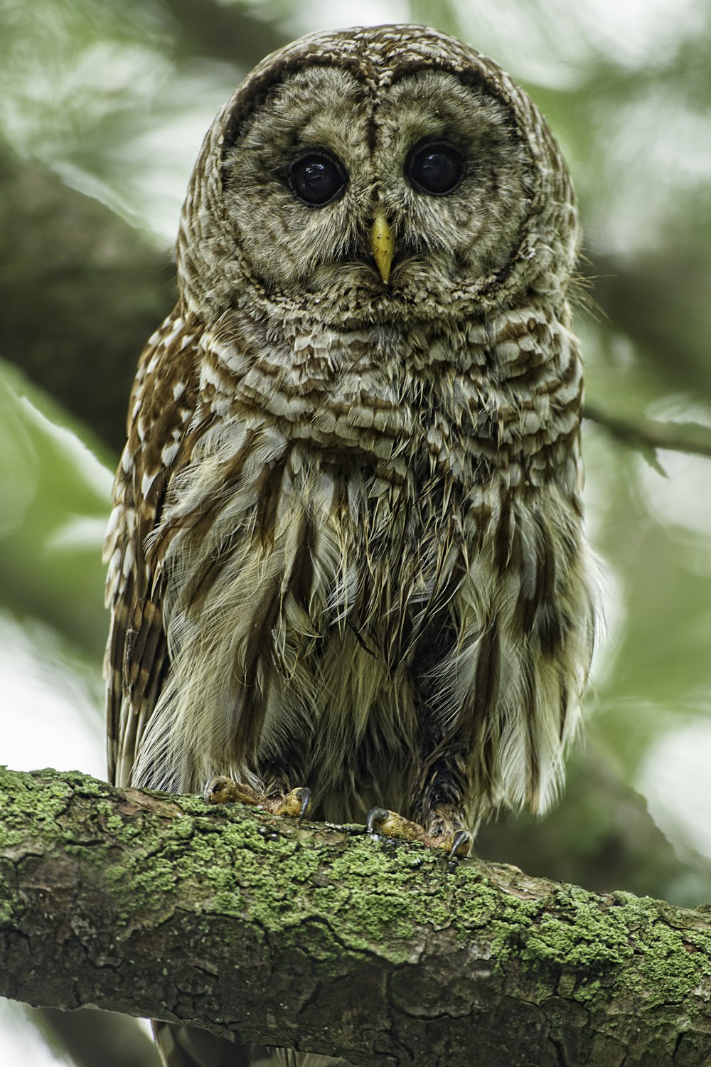 27 Owl Pictures Download Free Images on Unsplash 27 Owl Pictures Download Free Images on Unsplash