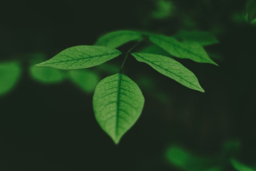close-up photo elliptic green leafed plant