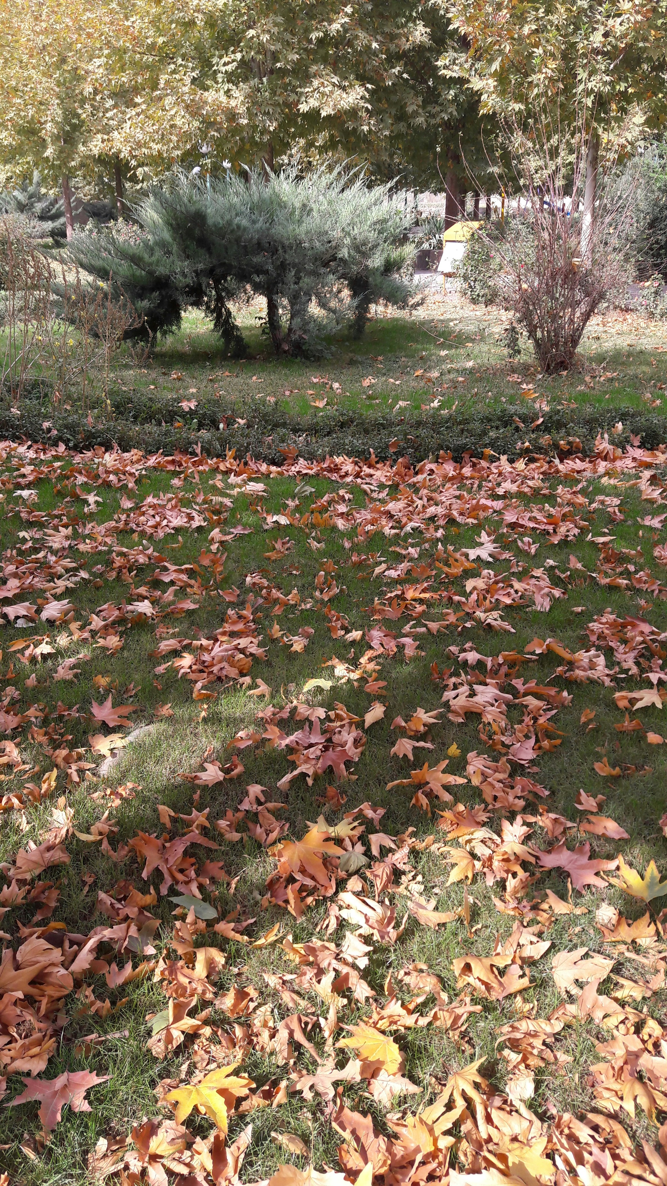 Autumn leaves covering a lawn before fall cleanup service