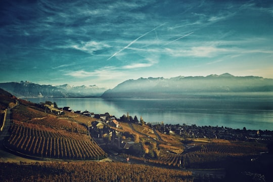 green farm under clear blue sky in Lavaux-Oron District Switzerland