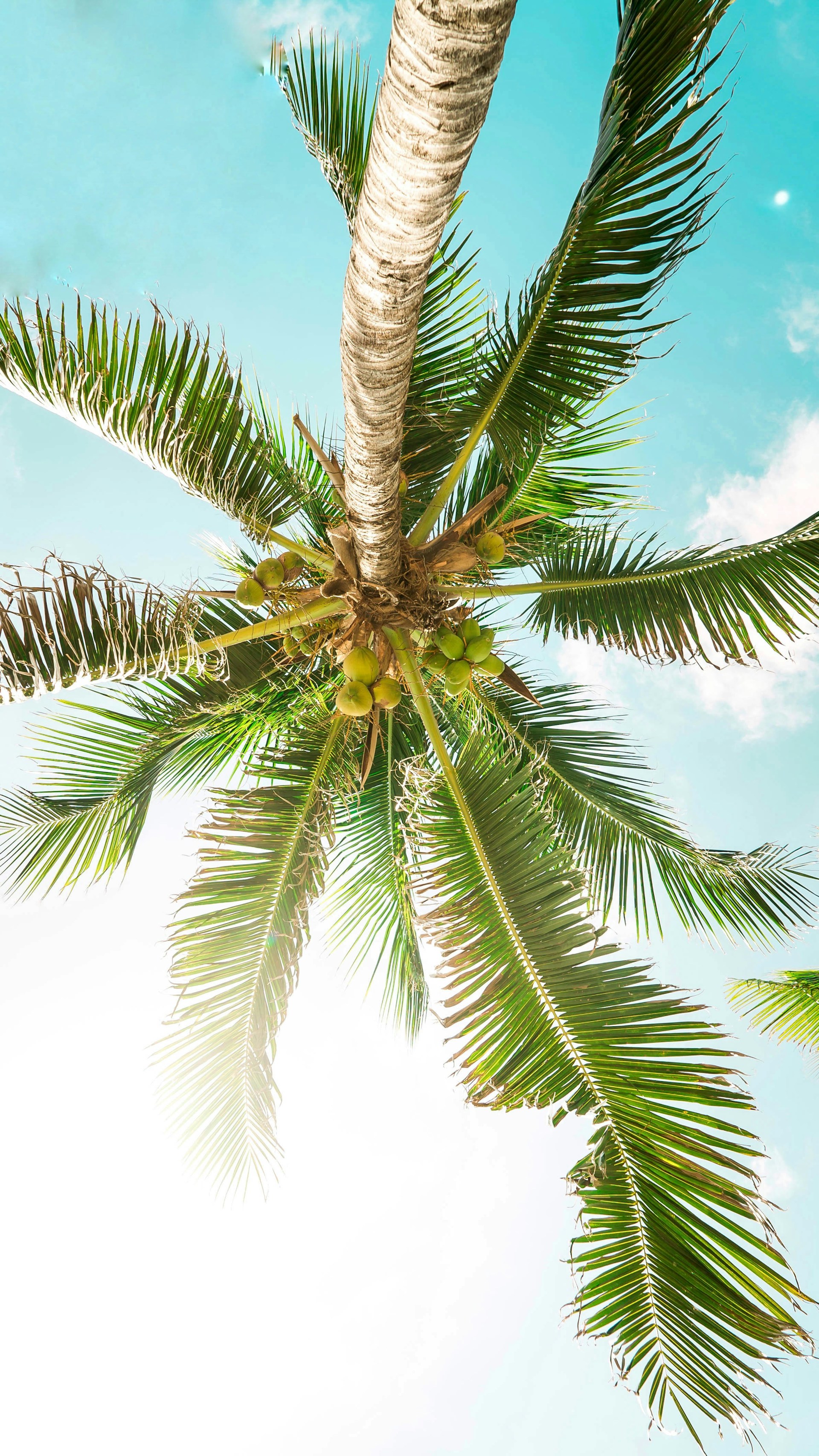bottom photography green coconut tree