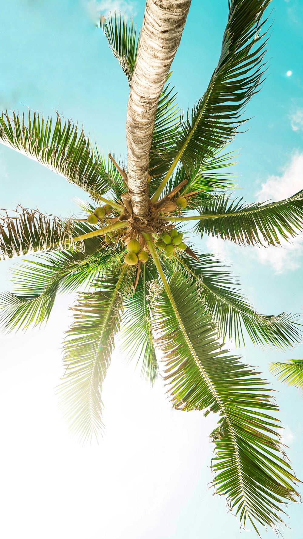 bottom photography green coconut tree