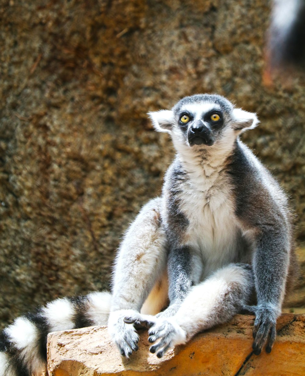 black and white lemur sitting down on brown rock