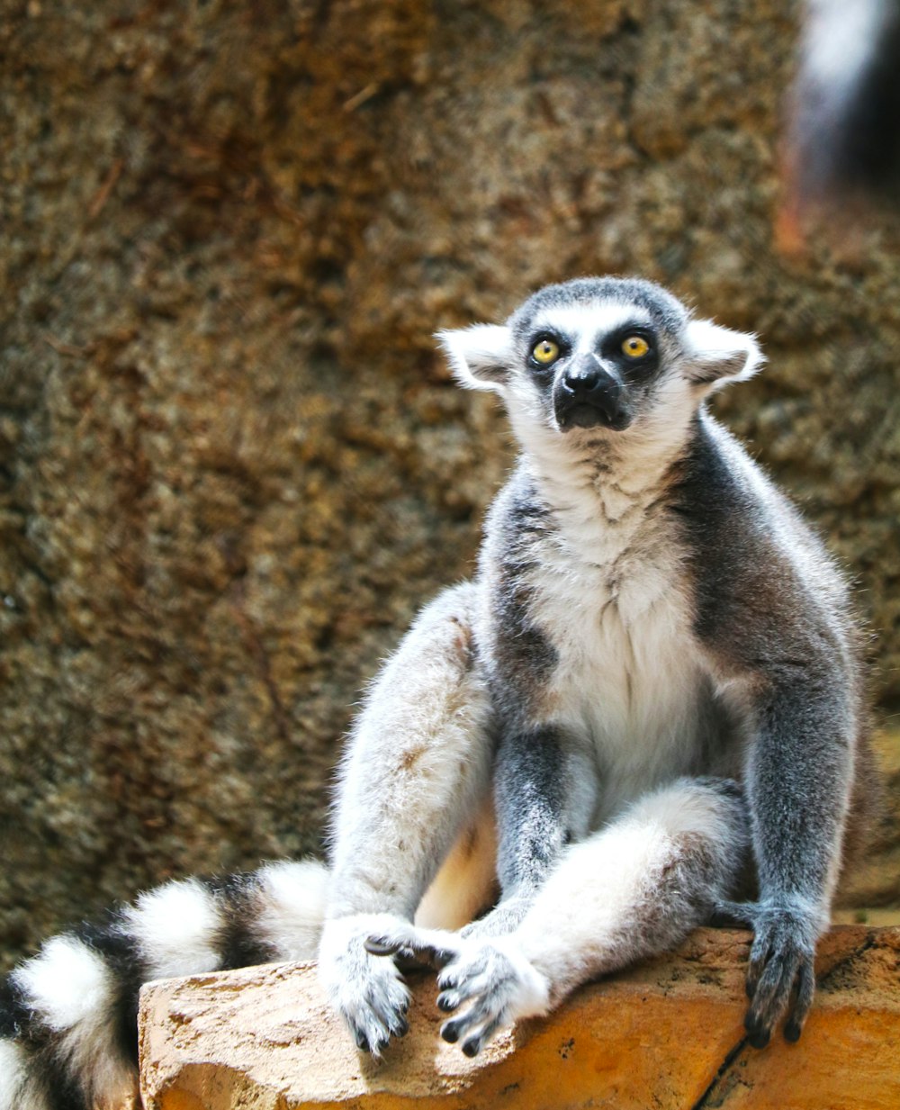 Schwarzer und weißer Lemur sitzt auf braunem Felsen