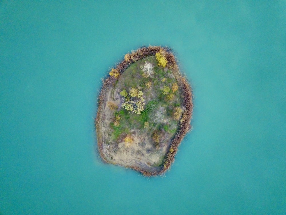 green, yellow, and brown plants on blue surface photography